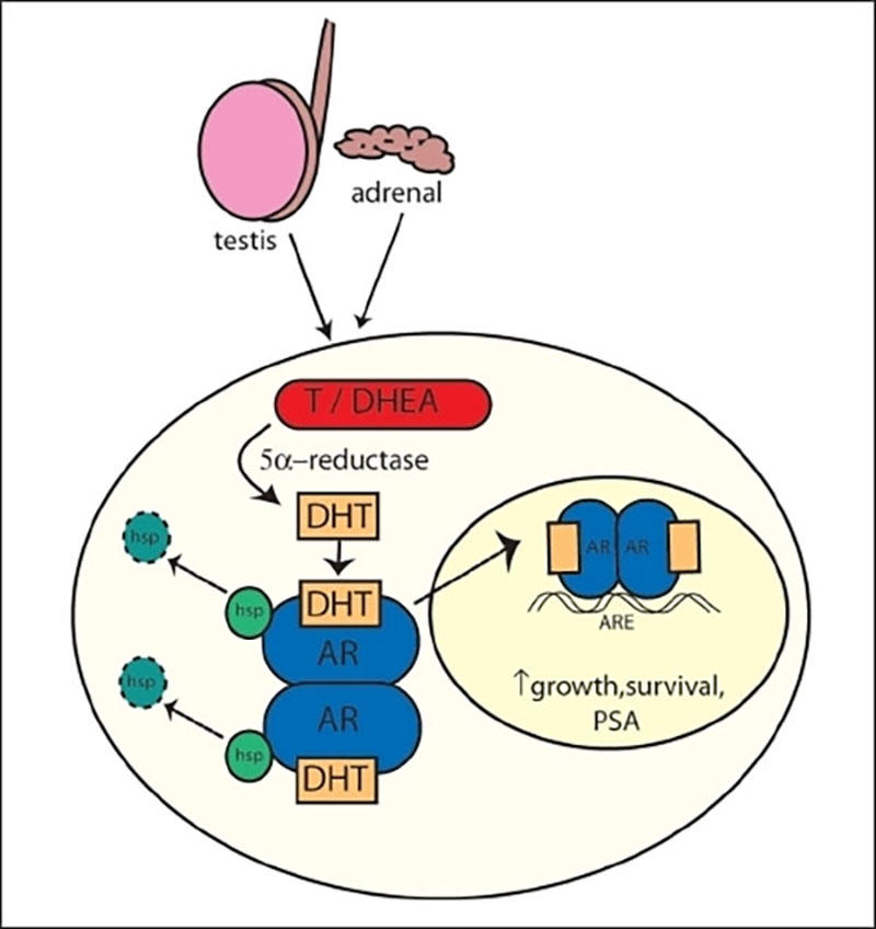 Testis and adrenal points at a circle with a diagram inside of it. At the top of the diagram, a red oval labeled T/DHEA points at a yellow box labeled DHT, which points at another box labeled DHT sitting on top of an oval labeled AR. There’s another DHT box + AR oval below it. An arrow points to the right; two AR ovals are next to each other with the label ARE below. An up arrow has the words growth, survival, PSA next to it. 