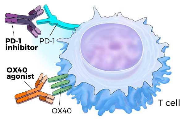 Illustration showing how PD-1 inhibitors and OX40 agonists boost T-cell activity to help destroy cancer cells.