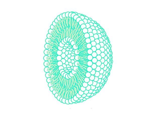 An illustrated cross-section of a liposome. The outside is composed of small spheres that are tightly packed; the inside has small strands coming from the outer spheres touching spheres seen at the core of the liposome. The core spheres also have small strands emitting from them.