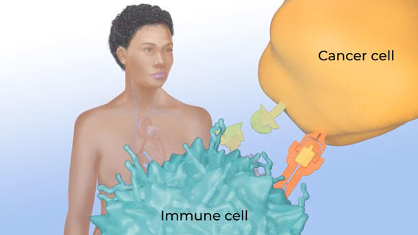 Illustration showing how the immune system fights cancer