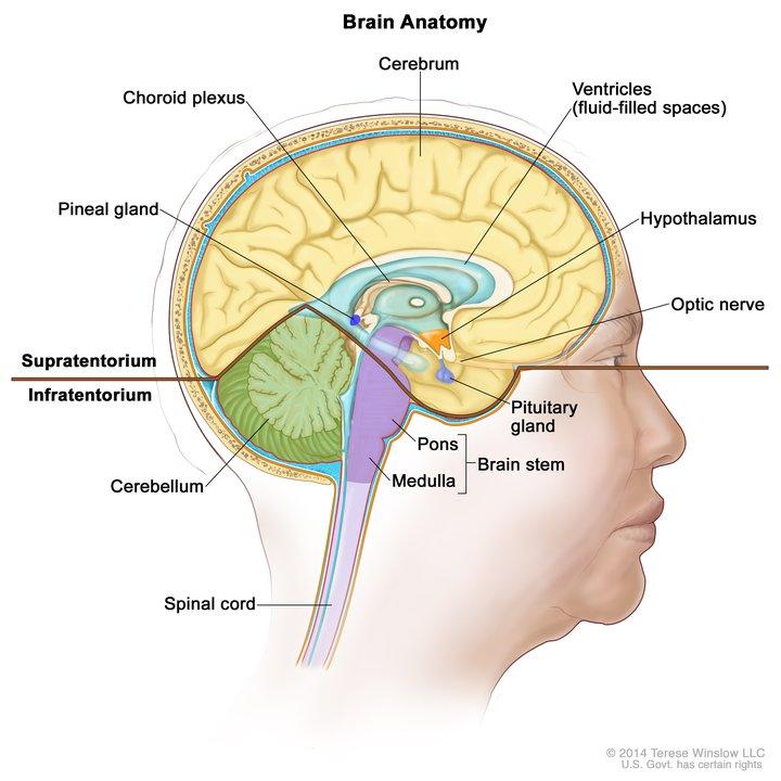 An illustrated cross-section labeled “Brain Anatomy.” An adult’s head from the side labels the pineal gland, choroid plexus, cerebrum, ventricles (fluid-filled spaces), hypothalamus, optic nerve, pituitary gland, brain stem (pons and medulla), spinal cord, and cerebellum. Bold text reads “Supratentorium” (next to the cerebrum) and “Infratentorium” (next to the cerebellum). 