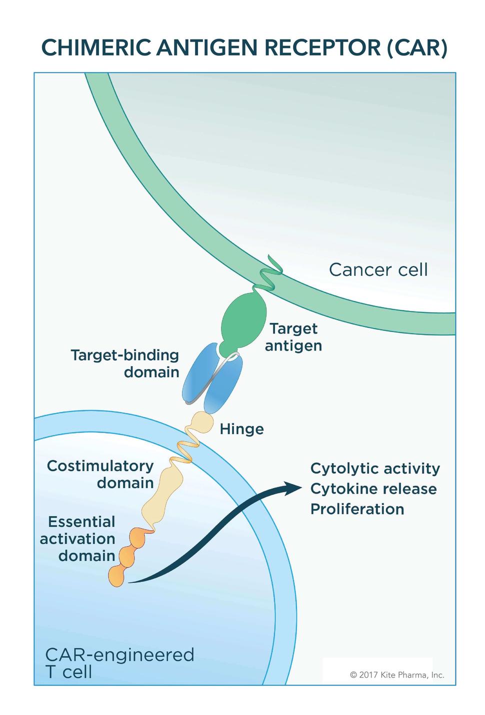 Illustration of an engineered CAR T cells binding to an antigen on cancer cells and activating components inside the T cell.