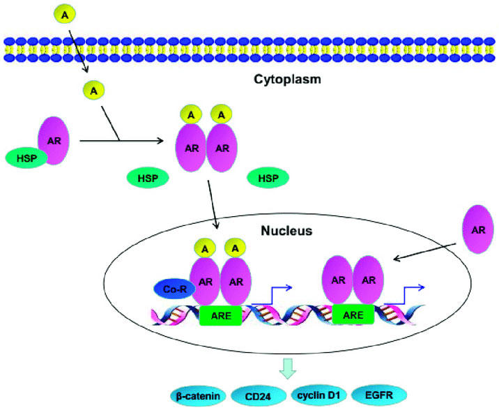 Diagram illustrating the androgen receptor (AR) signaling pathway. At the top, the cell membrane is shown, with androgen molecules (A) entering the cytoplasm. In the cytoplasm, androgen binds to AR, which dissociates from heat shock proteins (HSP). The AR-androgen complex translocates into the nucleus, where it binds to androgen response elements (ARE) on DNA, alongside co-regulators (Co-R). This binding initiates transcription, depicted by arrows from DNA. The process leads to the expression of genes like 