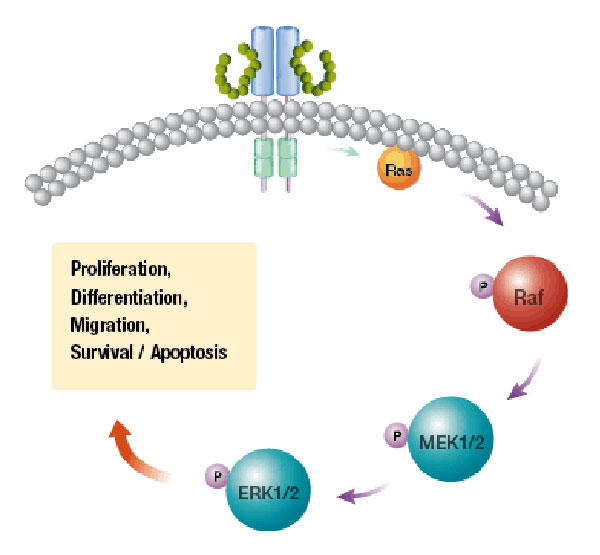 A diagram of the effects of using cobimetinib in combination with vemurafenib. At the top, an arch of small spheres that are tightly aligned in two rows. Below that, arrows point to labeled circles. The circles read: Ras, Raf, MEK1/2, and ERK1/2. The last three circles have a smaller circle attached, labeled with a P. The ERK1/2 circle points to a box with the words Proliferation, Differentiation, Migration, Survival/Apoptosis. 
