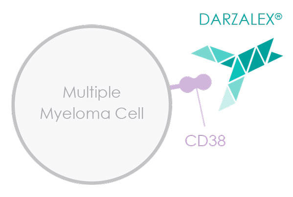 Image of daratumumab attached to CD38 protein. 
