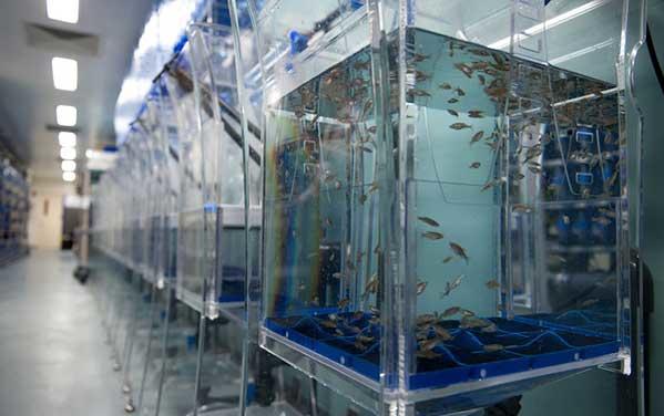 Numerous small fish swim in a small enclosed tank. More tanks lead backwards towards the door.
