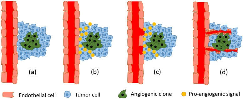 Diagram of the stages of tumor-induced angiogenesis, from angiogenic tumor clones releasing pro-angiogenic signals to new blood vessel growth toward the tumor.