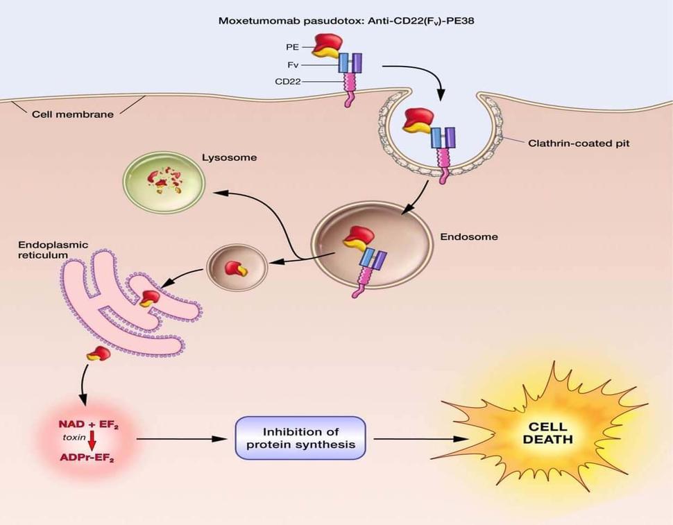 Diagram illustrating the mechanism of action for Moxetumomab pasudotox, a targeted therapy