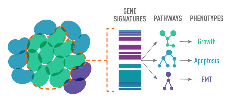 Illustration of resistant cancer cells 