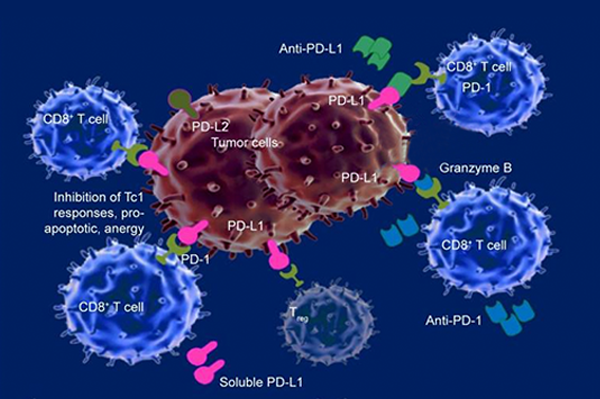 Interaction between tumor cells and CD8+ T cells in an immune response context. Tumor cells, in brown, display PD-L1 and PD-L2 markers, which interact with PD-1 receptors on the blue CD8+ T cells. This interaction can inhibit T cell responses, leading to tumor evasion. Green shapes represent anti-PD-L1 and anti-PD-1 antibodies, designed to block these interactions and enable T cells to attack tumor cells. Soluble PD-L1 and other molecules involved in immune modulation are also depicted.
