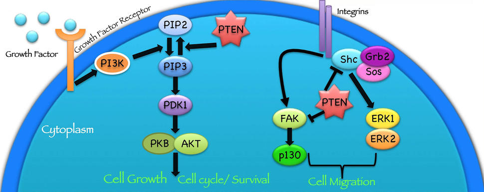 A diagram showing cell growth and cell cycle/survival as well as cell migration. The growth factor receptor is associated with cell growth and cell cycle/survival. Integrins are associated with cell migration. A number of different proteins and their interactions are defined with arrows.