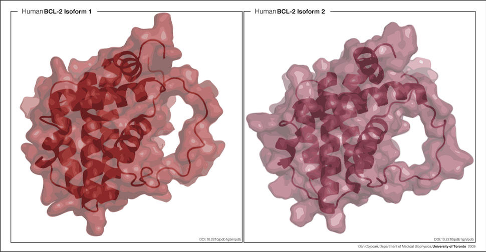 A two panel image: the left is labeled Human BCL-2 Isoform 1 and the right is labeled Human BCL-2 Isoform 2. Similar lumpy structures are partially opaque in both; ribbon-like structures, which are darker, overlap both shapes. 