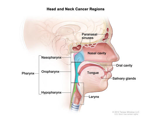 An illustrated cross section of the head and neck, labeled “Head and Neck Cancer Regions.” The illustration labels the paranasal sinuses, nasal cavity, oral cavity, tongue, salivary glands, larynx, and pharynx. The pharynx section further labels the nasopharynx, oropharynx, and hypopharnyx.