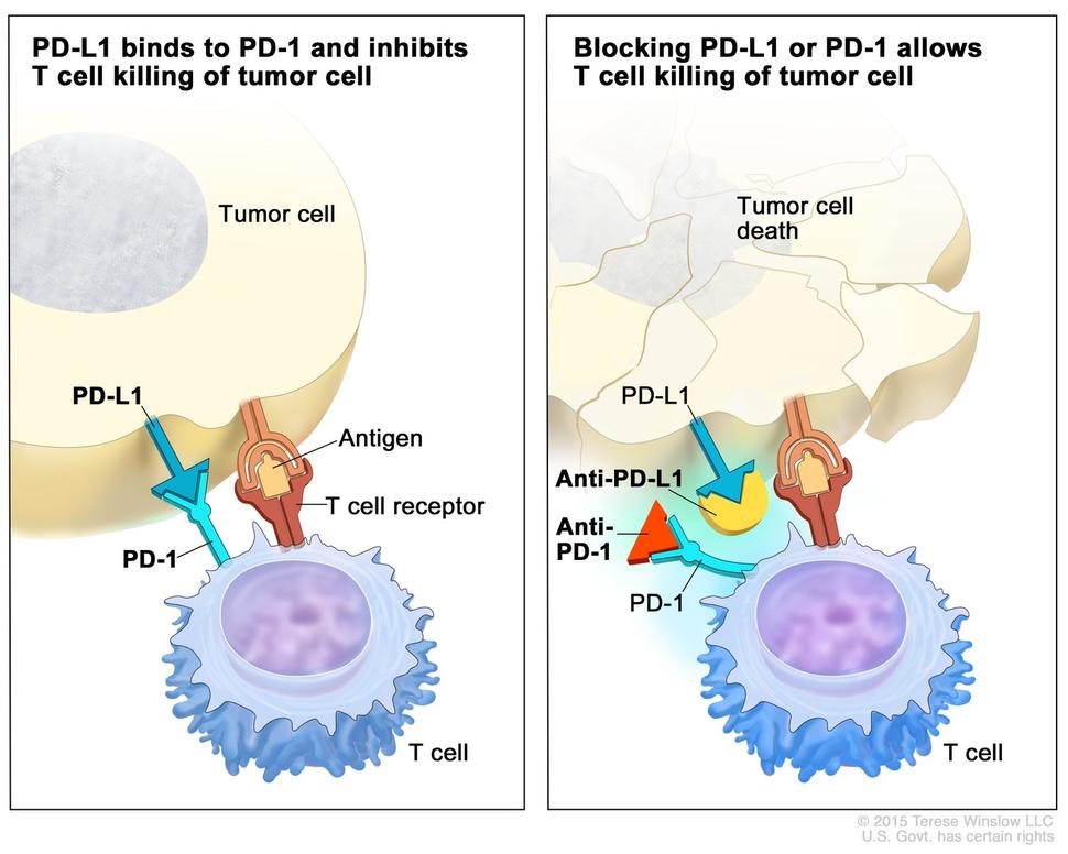 Two-panel illustration showing the interaction between T cells and tumor cells. The left panel is titled "PD-L1 binds to PD-1 and inhibits T cell killing of tumor cell" and shows an antigen and T cell receptor, illustrating the inhibition of T cell activity. The right panel is titled "Blocking PD-L1 or PD-1 allows T cell killing of tumor cell" and shows tumor cell death, indicating successful T cell activity.
