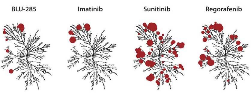  Árboles Kinome con círculos que representan la potencia de unión de cuatro TKI específicos.