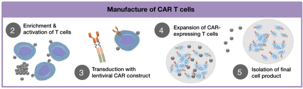 An illustration of the process for manufacturing CAR T-cell therapies. Manufacture of CAR T Cells. 2. Enrichment & activation of T cells; 3. Transduction with lentiviral CAR construct; 4. Expansion of CAR-expressing T cells; 5. Isolation of final cell product