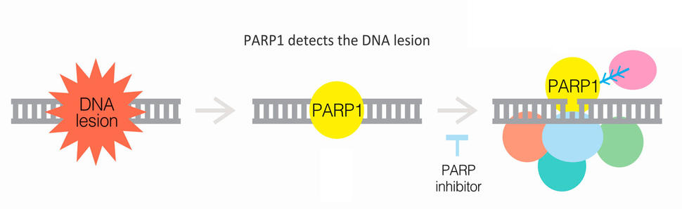 Process involving DNA repair through PARP1. It starts with a DNA strand containing a lesion, highlighted in orange. PARP1, a yellow circle, detects this DNA damage. The next step shows PARP1 attached to the DNA, signifying its role in the repair process. Nearby, a label indicates the potential use of a PARP inhibitor, shown in blue, which interferes with this repair mechanism. 