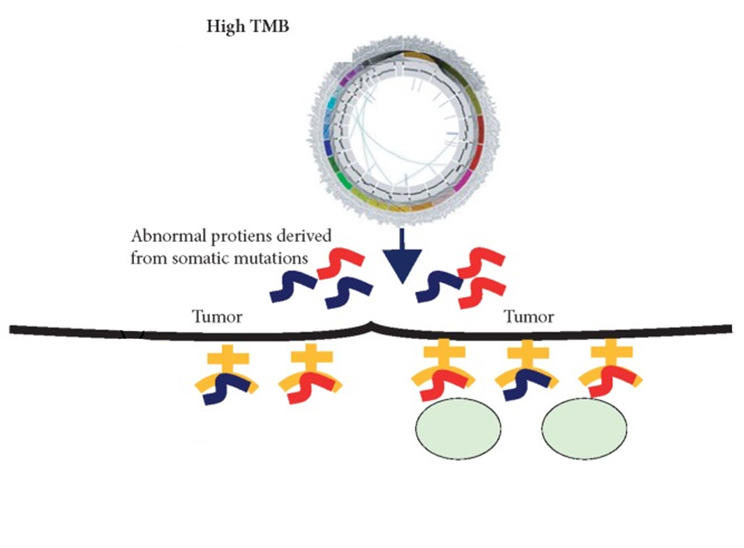 Diagram illustrating high tumor mutational burden (TMB) and the production of abnormal proteins from somatic mutations. At the top, a circular diagram represents genetic mutations. An arrow points downward to symbolize how these mutations lead to the creation of abnormal proteins. Below, these proteins are shown near a black line labeled "Tumor," representing their association with tumor cells.