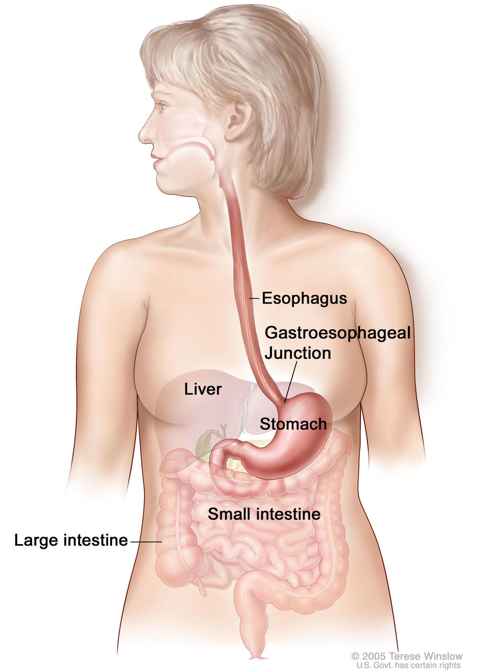 Illustration of the female digestive system. Labels indicate each organ and the image provides a detailed overview of the upper and lower digestive tract.