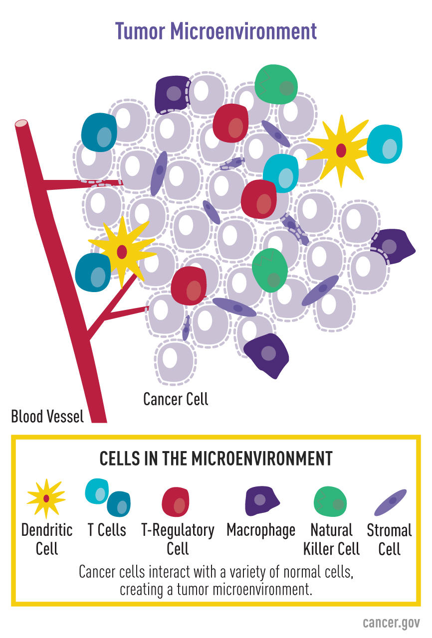 An illustration of the tumor microenvironment, highlighting cancer cells and different types of immune cells.