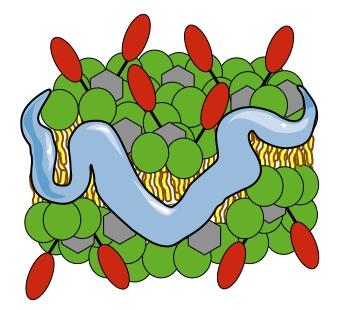 An illustration of a nanoparticle that trains immune cells to recognize cancer.