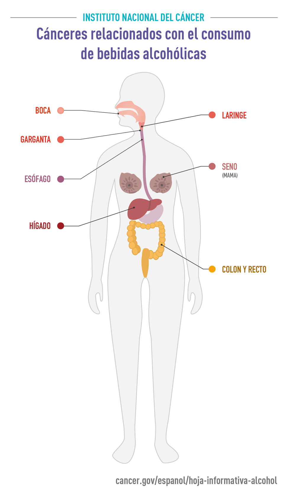 Cánceres relacionados con el consumo de bebidas alcohólicas