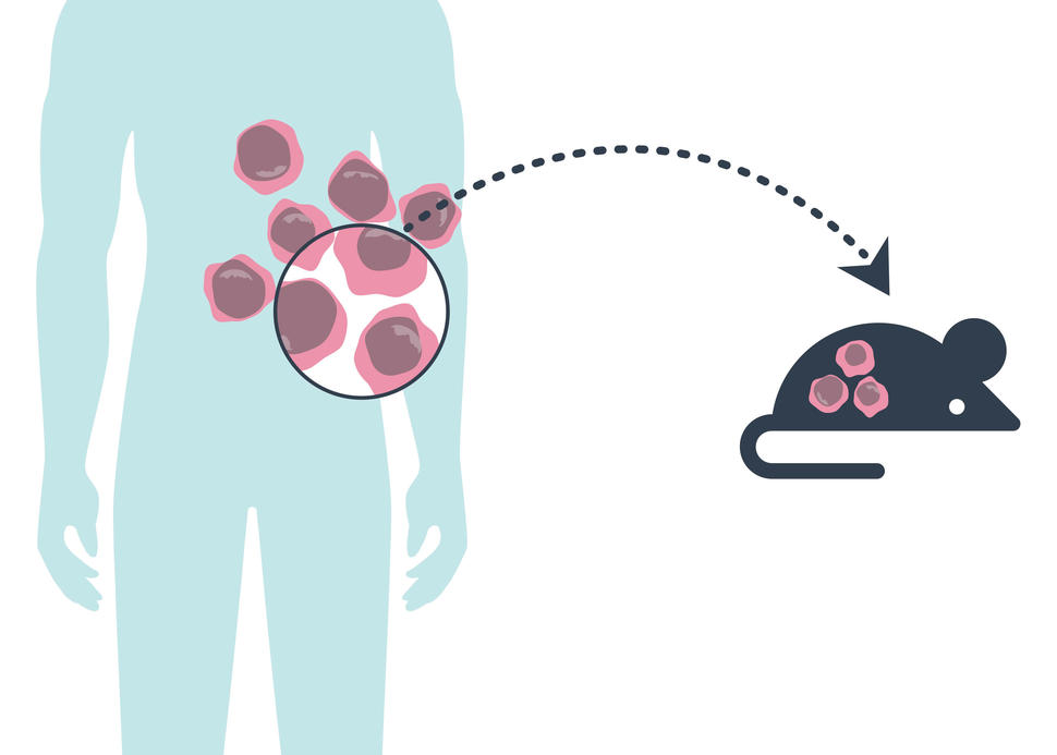Human figure with magnified cells highlighted. A dotted line with an arrow points from the cells to a mouse figure