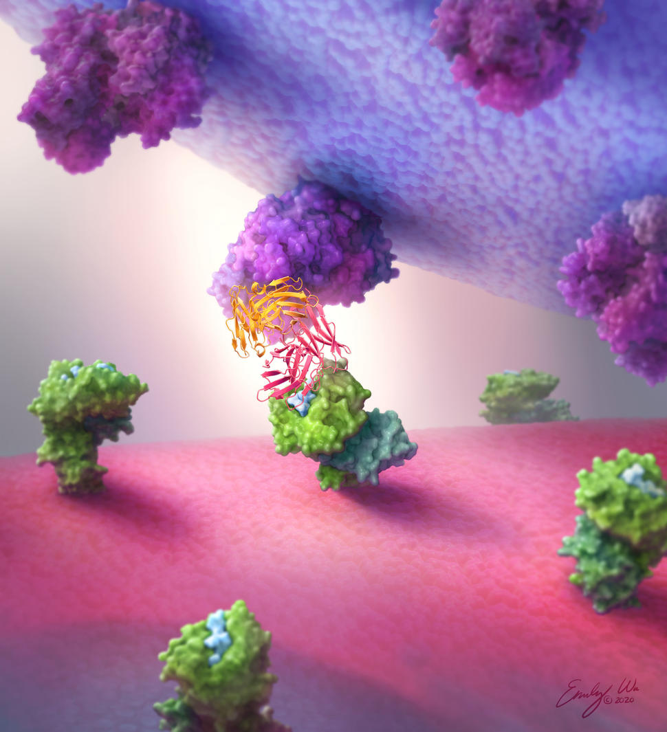 A three-dimensional image shows a zoomed-in view of a diabody connecting a T cell and a cancer cell. The diabody is depicted as a ribbon structure.