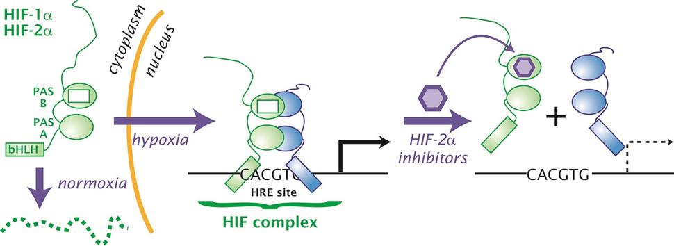 Diagram illustrates how HIF (Hypoxia-Inducible Factor) proteins respond to oxygen levels. Under hypoxia, HIF-1α and HIF-2α move to the nucleus, forming a complex at the HRE (Hypoxia-Responsive Element) site. HIF-2α inhibitors can block this process, affecting gene expression.