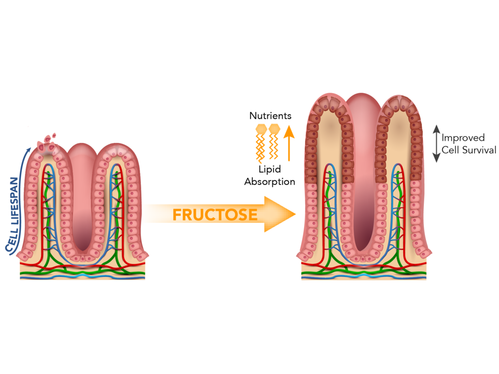 Scientific diagram comparing intestinal villi before and after fructose treatment, showing how fructose promotes nutrient and lipid absorption leading to improved cell survival in intestinal tissue.