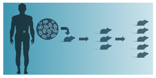 A silhouette of a person on the left with a light blue section near their navel indicating tumor tissue. A larger circle containing cells - the tumor tissue - is to the right of the silhouette. An arrow from the circle of cells points to the silhouette of a mouse. Moving from left to right, the amount of mice silhouettes grows from one, to three, to five, with arrows in between each group.