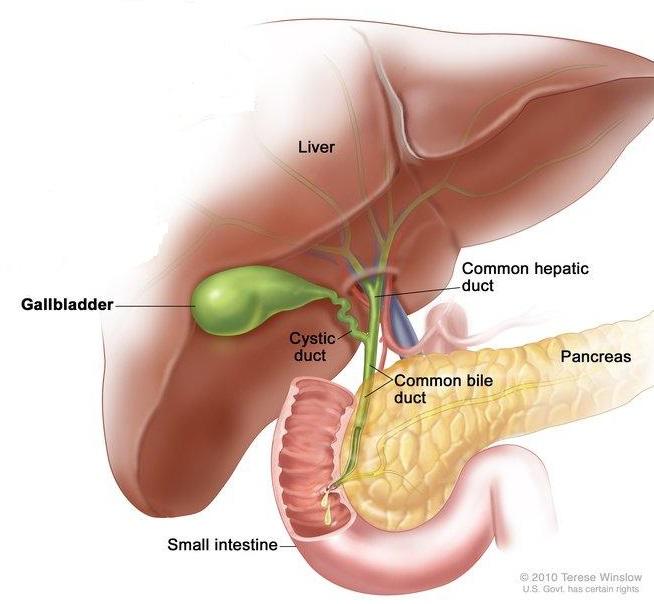 Illustration of the anatomy of the biliary tract