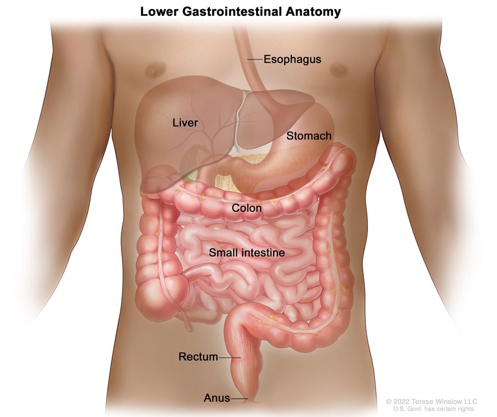 Anatomy of the lower gastrointestinal system