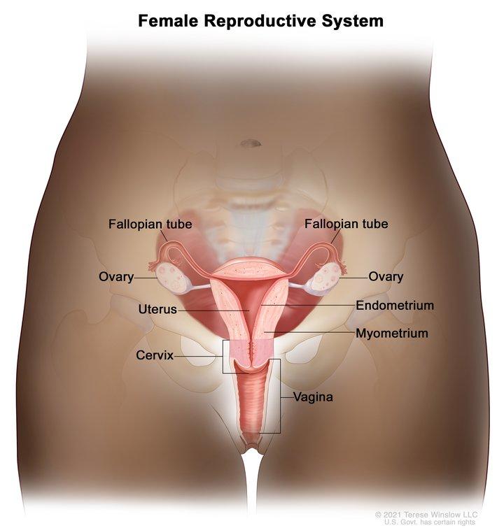 Illustration of the female reproductive system including the cervix, uterus, ovaries, fallopian tubes, and vagina.
