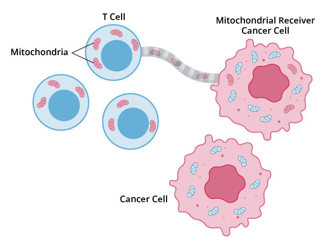 Illustration with T cells transferring mitochondria to cancer cells. The T cells, depicted in blue, contain mitochondria, shown as small pink shapes. A connection is shown between a T cell and a cancer cell, facilitating the transfer of mitochondria. Two cancer cells are depicted in pink, labeled as "Mitochondrial Receiver Cancer Cell" and "Cancer Cell."