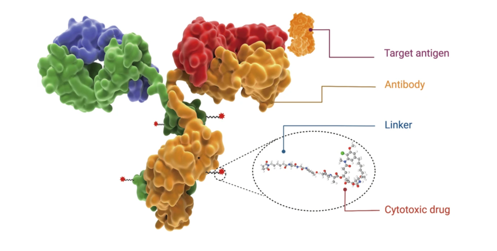 The structure and characteristic of an ADC drug.