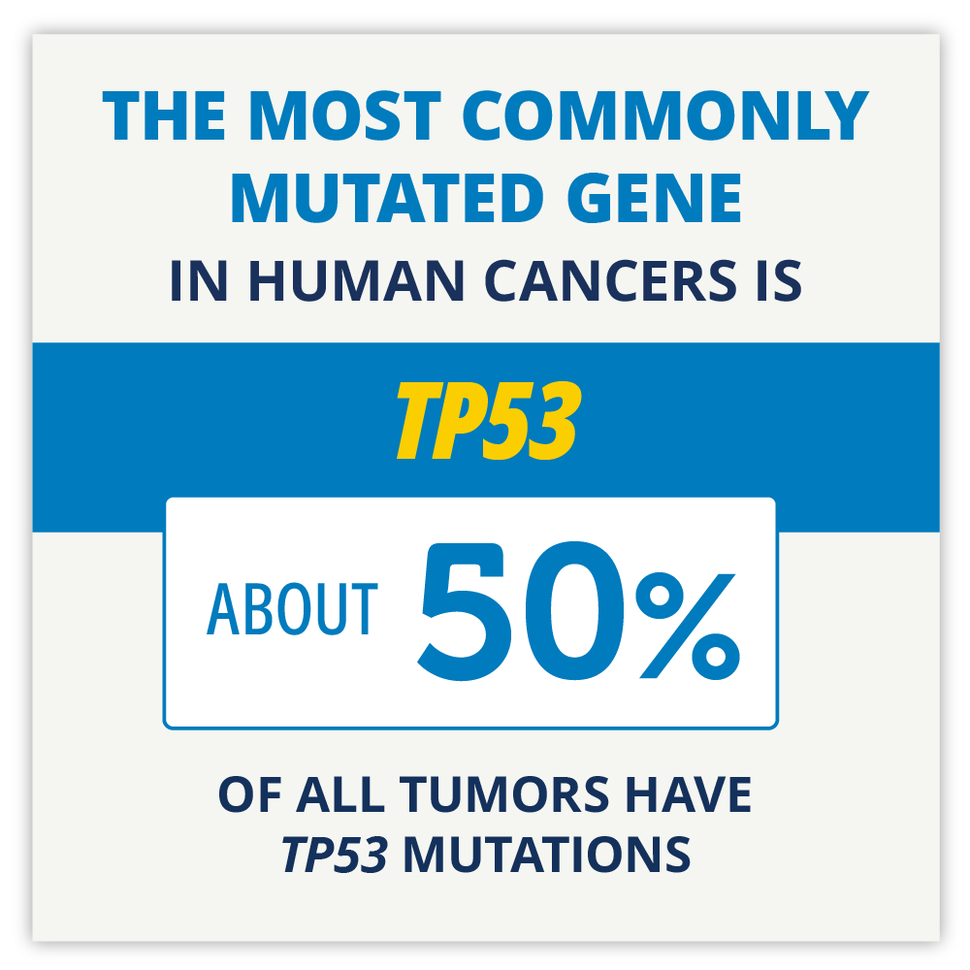 The most commonly mutate gene in human cancers is TP53. About 50% of all tumors have TP53 mutations