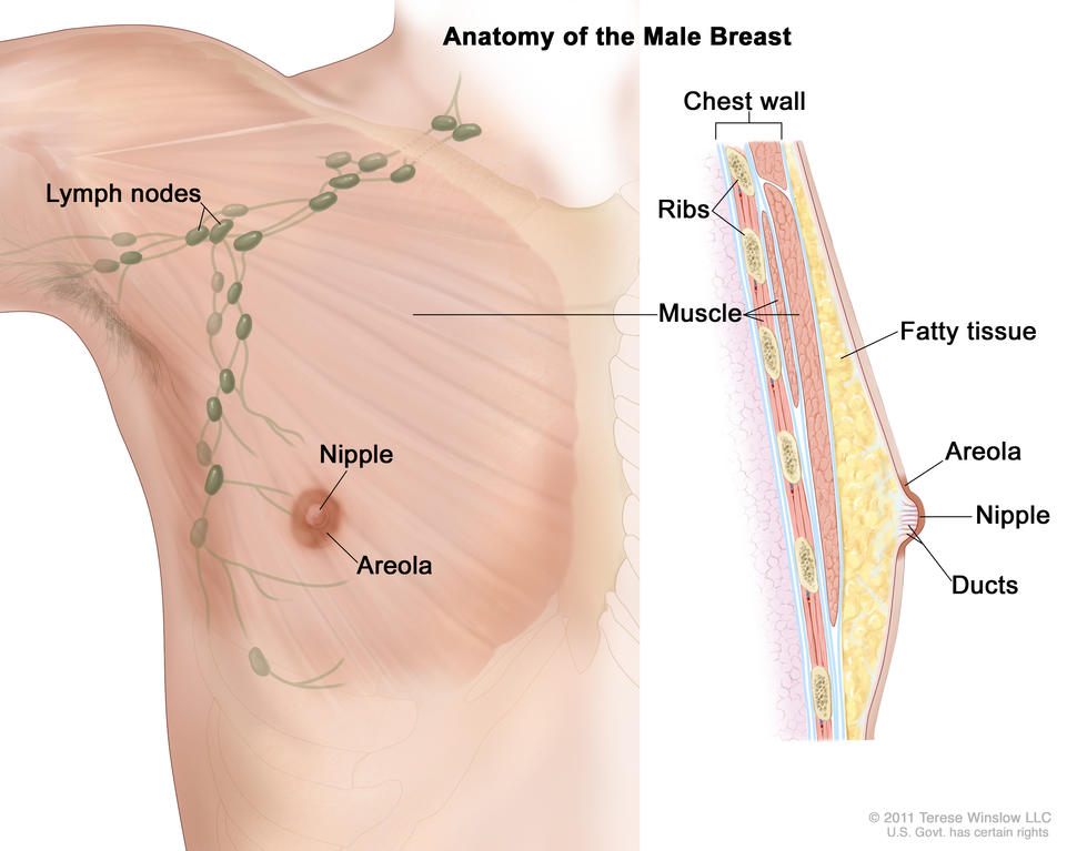 Drawing of male breast anatomy showing the lymph nodes, nipple, areola, chest wall, ribs, muscle, fatty tissue, and ducts.