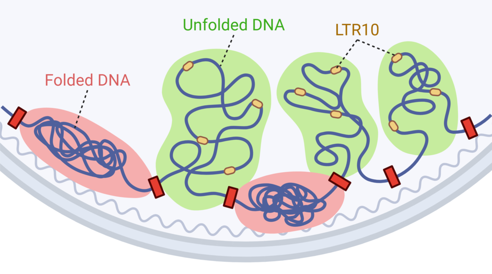 A squiggly blue line representing DNA is compact in some areas and less compact in others. Yellow dots representing LTR0 are present in the less compact areas of DNA.