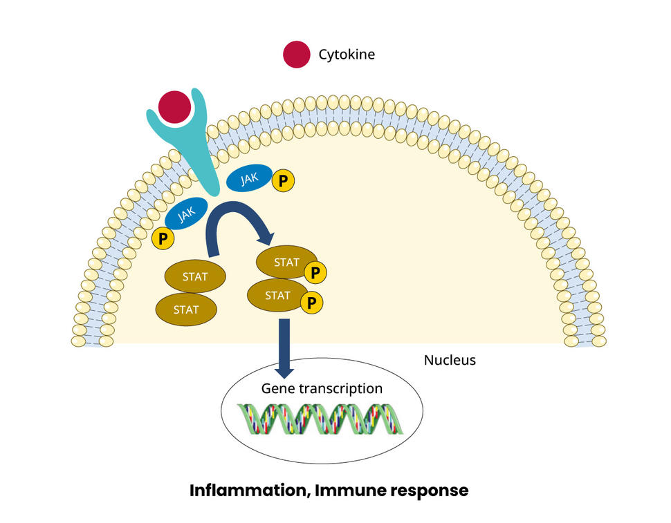 An illustration of a cytokine binding to a receptor on the cell surface and how it causes JAK proteins inside the cell to cause gene transcription. 