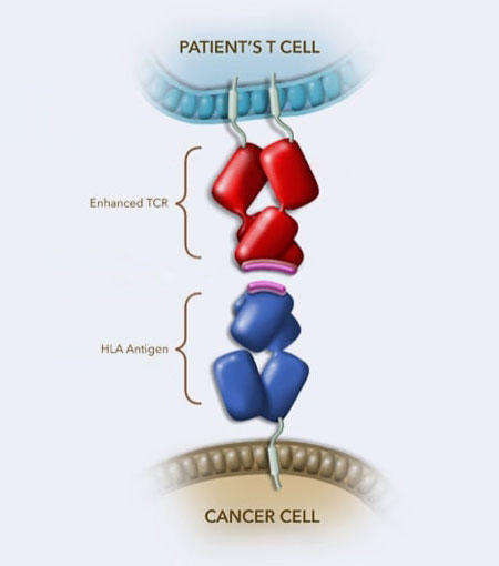 First Cancer TCR Cell Therapy Approved by FDA - NCI