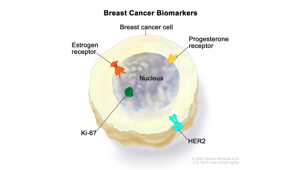 Drawing showing a breast cancer cell with estrogen receptor, progesterone receptor, and Ki-67 proteins inside the nucleus of the cell. Also shown is a HER2 protein on the surface of the cell.