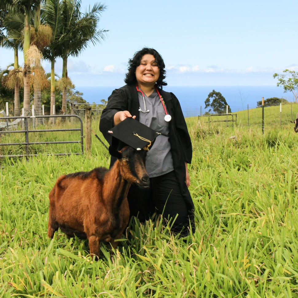 Person in graduation gown and stethoscope jokingly holds their mortarboard over a goat’s head.