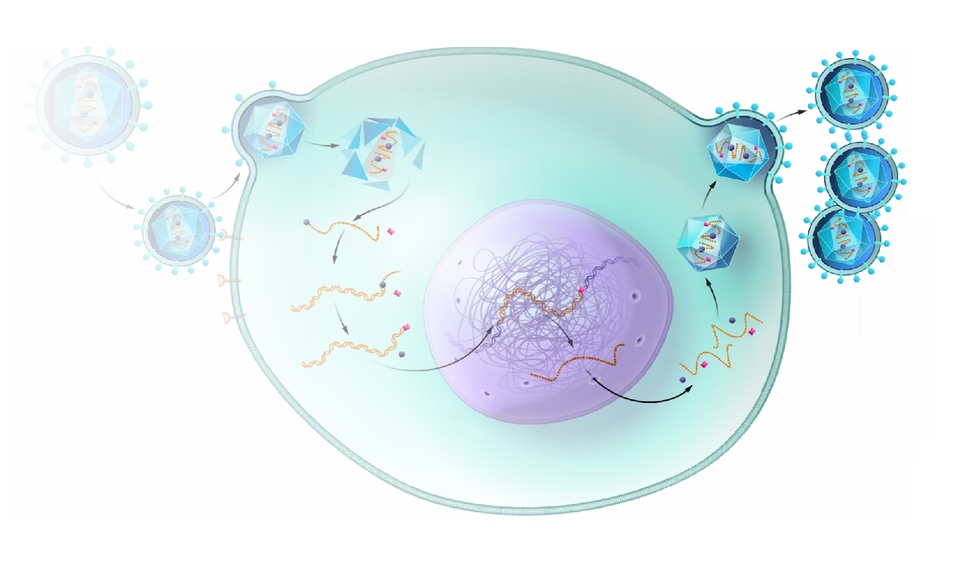 Illustration of a retrovirus infecting a host cell. Its viral RNA converts into DNA and becomes part of the host cell's DNA. The cell produces more retroviruses that can go on to infect other cells.