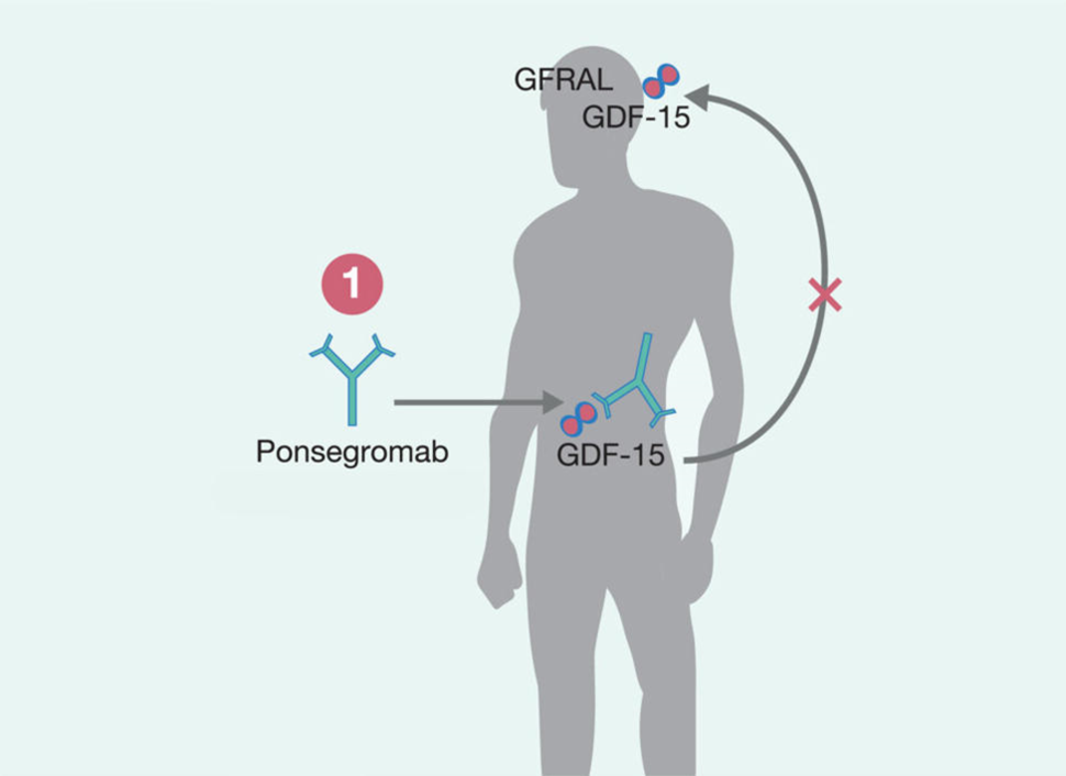 Silueta del cuerpo humano que muestra la forma en que actúa el medicamento Ponsegromab