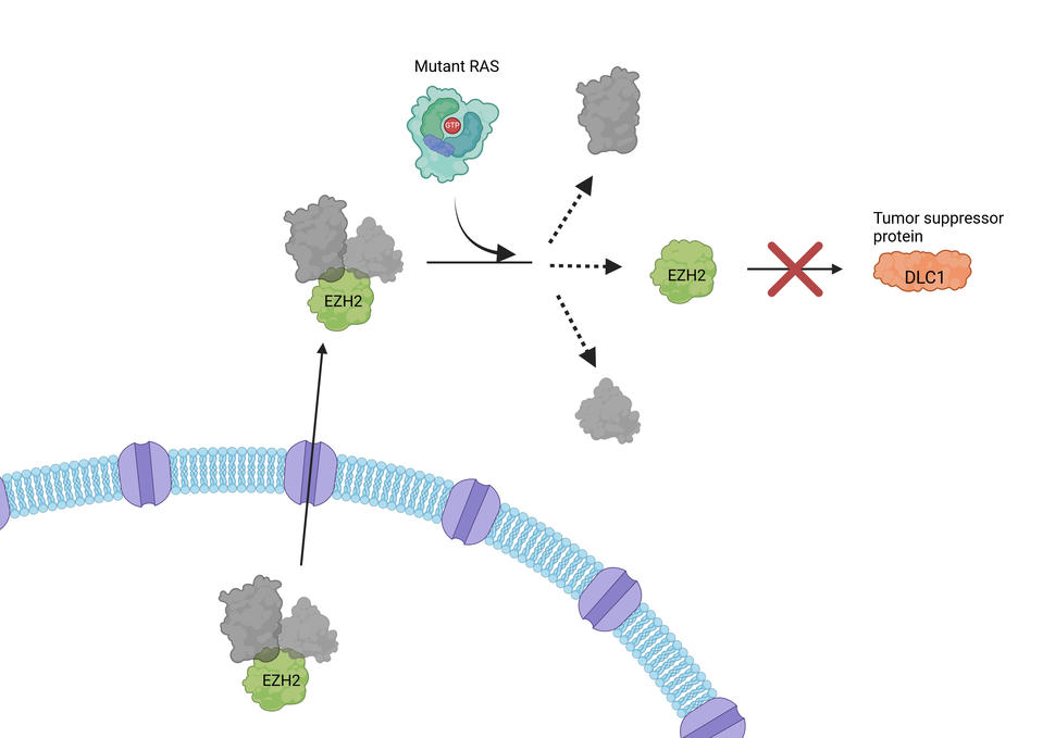 An illustration showing how mutant RAS facilitates the breakdown of the DLC1 tumor suppressor protein. 