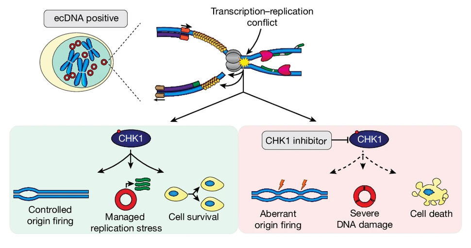 An illustration showing a transcription-replication conflict and how blocking CHK1 leads to cell death in cells experiencing these conflicts.