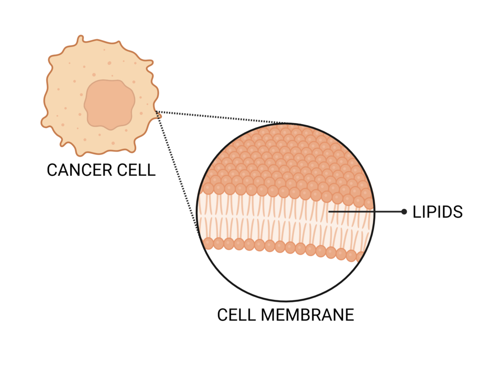 A graphic of an orange-colored cell with a magnification showing lipids lined up in the outer edge of the cell.