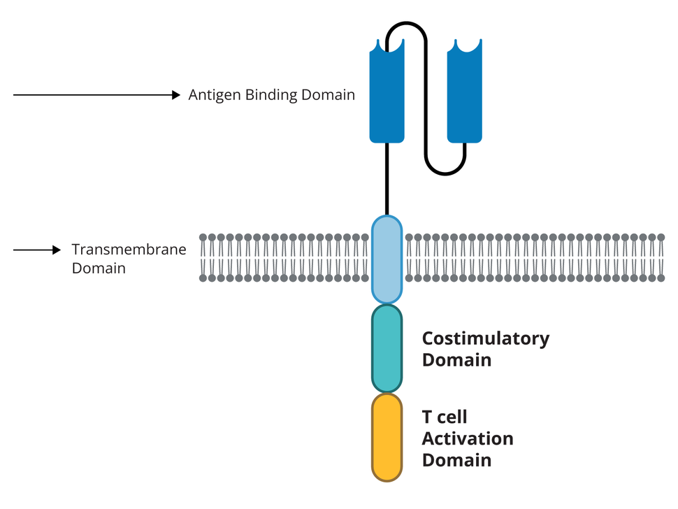 An illustration showing the components of the CAR that sit outside and inside the cell membrane.