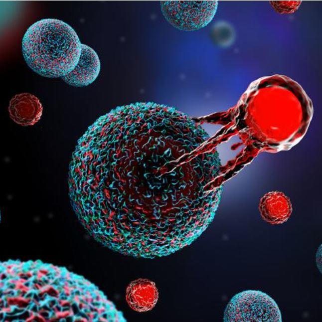 An illustration of a T cell, depicted in bright red, with long tentacle-like appendages grabbing onto a cancer cell, depicted in red and blue.
